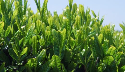 伊藤園のカテキン緑茶を飲んだら下痢が… 胃酸過多になるって本当？