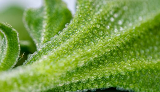 アイスプラントのお勧めの食べ方は?茎は食用?洗う前の注意点も解説