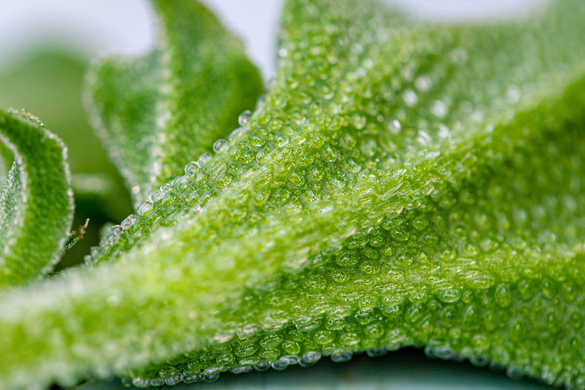 アイスプラントのお勧めの食べ方は?茎は食用?洗う前の注意点も解説 お役立ち！季節の耳より情報局