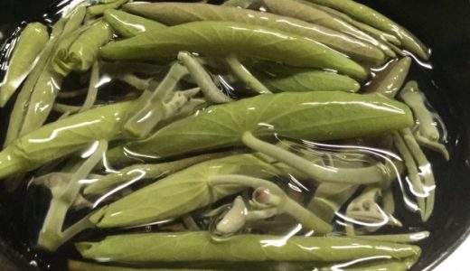 じゅんさいが臭い?腐るとどうなる?賞味期限は?下ごしらえは?