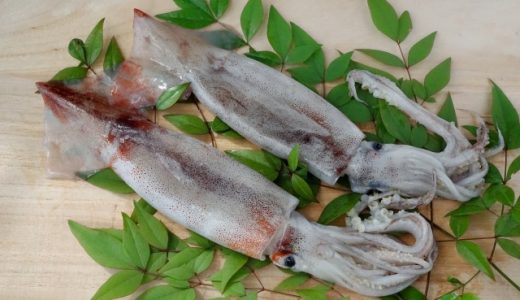 スルメイカの賞味期限はどれくらい？水気をとって密閉して冷蔵または冷凍で保存