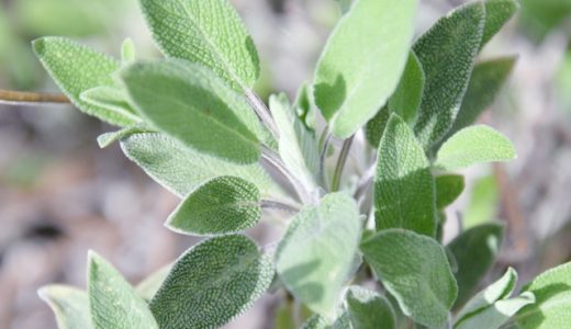 セージの匂い・香りの特徴は?味は?効能は?食べ方は?肉・魚・乳製品に
