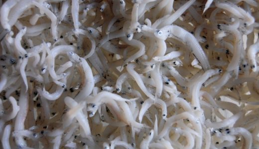 しらすはプリン体量が高め?しらす干しが危険?一日の摂取量目安は?