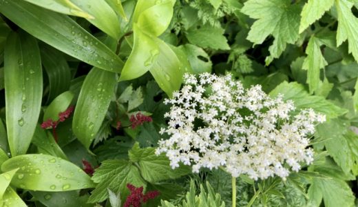 エルダーフラワーには毒性があるの？危険？どんな栄養・効果？