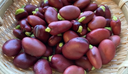 赤そら豆の冷凍・冷蔵保存方法｜日持ち・賞味期限｜腐るとどうなる？