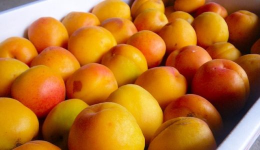 杏と梅の違いは？あんず梅や豊後梅ってなんの事？交配種も解説！