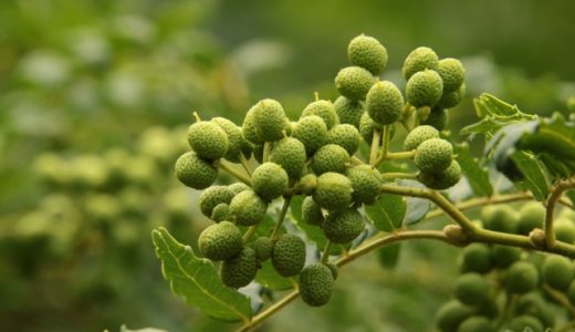 山椒によるアレルギーの症状は？発症時の対処法や症状の期間も紹介！