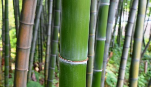 破竹（淡竹）の保存方法･日持ち｜どんな味?食べ方･焼き方｜腐るとどうなる?