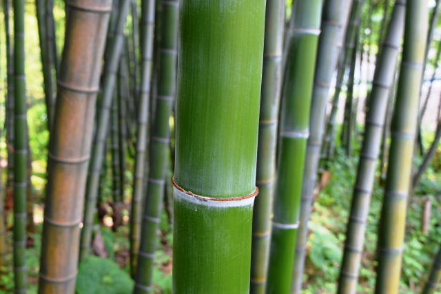 破竹（淡竹）の保存方法･日持ち｜どんな味?食べ方･焼き方｜腐るとどうなる? | | お役立ち！季節の耳より情報局