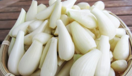 花らっきょうと甘らっきょうの違いは？ヤマラッキョウってなに？