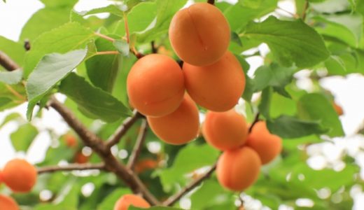 杏ってどんな味？あんずとびわの違いは？ドライアプリコットって何？