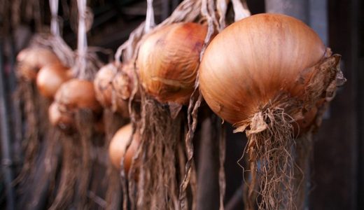 玉ねぎ保存用の新聞紙がない?代用品はネット?保存方法は冷凍・冷蔵・常温?