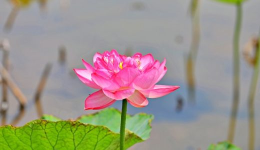 ハスとスイレンの違いは何?両者の見分け方やレンコンとの違いも解説