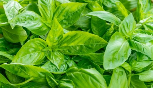 ホーリーバジルの花は食べられる？成分・効能や主な食べ方を紹介