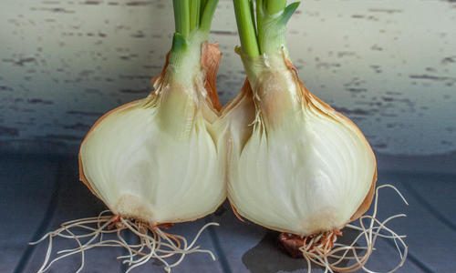 玉ねぎの茎は実は食べられる？茎の栄養素や茎の食べ方も紹介！