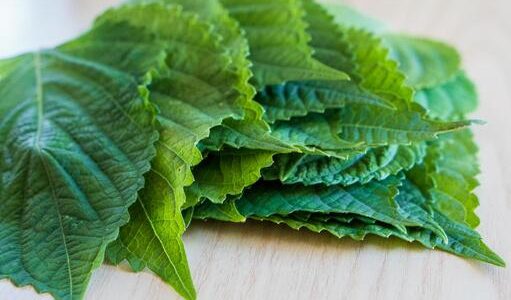 えごまの醤油漬けの日持ち･保存方法｜大量消費に!冷凍できる?