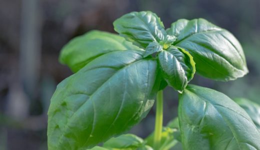 バジルは体にいいの？毒性やお勧めの食べ合わせについて解説