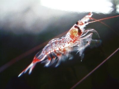 桜えびは生で食べても大丈夫？食べ方・アレルギー・子どもはいつから？