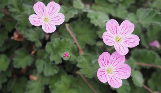 ゲンノショウコとフウロソウに違いはある?同じもの?効果・効能とは?