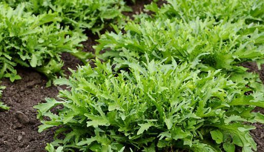 エンダイブの味は苦い?栄養･効果食べ方｜加熱はOK?保存方法は?