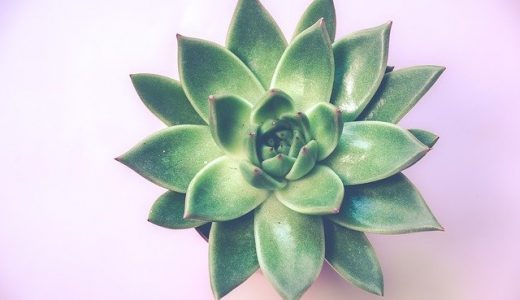 グラパラリーフと朧月の違いって?栄養価が高く健康に良いって本当?