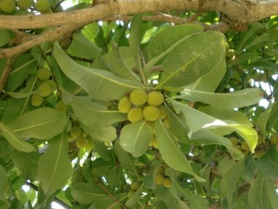 ヤマモモの実は毒性がある？安全な食べ方や詳しい成分も