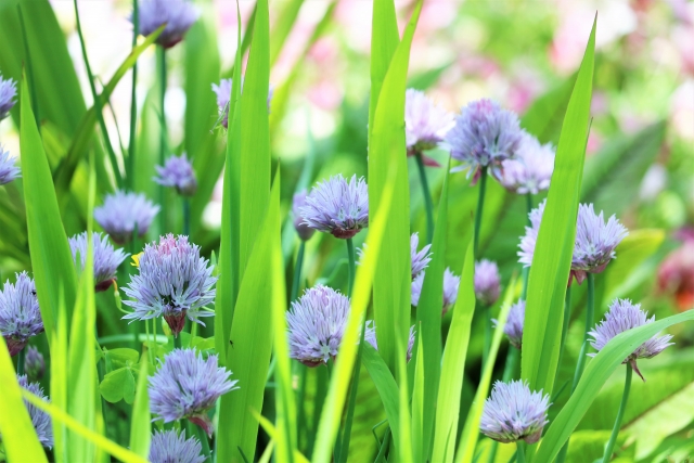 チャイブの花の食べ方は そのまま食べられる チャイブビネガーとは お役立ち 季節の耳より情報局
