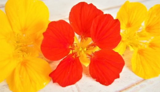 ナスタチウムに毒性がある?食べられない種類は?気を付けるポイント