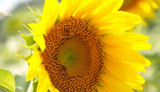 ひまわりの種でアレルギーが起きることはある?発症を防ぐための対策は?