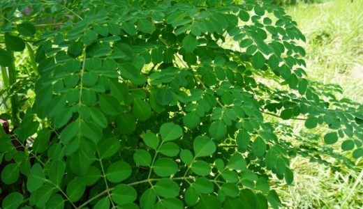 モリンガは体臭消すことができる？効能や使用方法を紹介！