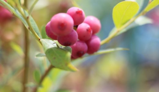 ブルーベリーのピンクレモネードが人気！口コミや食べ方を紹介