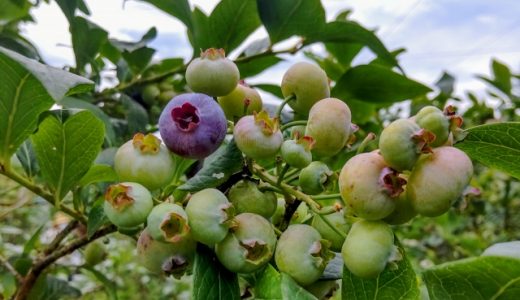 ブルーベリーの葉っぱはなぜ赤くなる？成長の見極め方を紹介