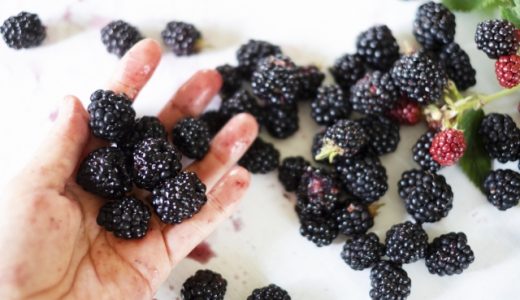 ブラックベリーでのアレルギーはある？育て方やおいしい食べ方も