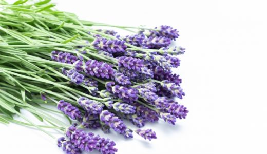 ラベンダーの匂いで頭痛になる原因は？主な成分や効能も紹介