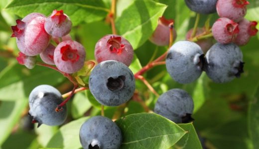 ブルーベリーで甘い品種TOP3を紹介！各育て方や食べ方も