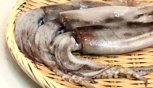 イカの種類の見分け方は?おすすめのイカの種類や食べ方を解説
