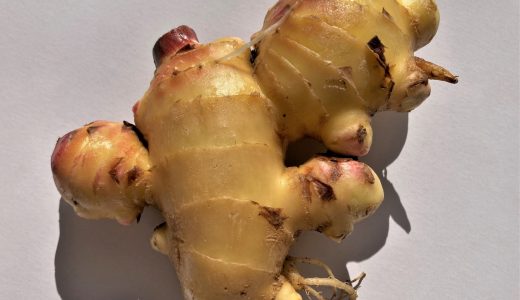 新生姜と生姜の違いは？栄養・効果効能を解説！葉生姜の違いも解説！