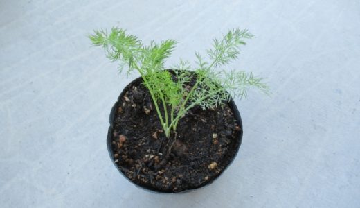 ディル・フェンネル・チャービルの違い｜効果効能・味・香り・使い方は？