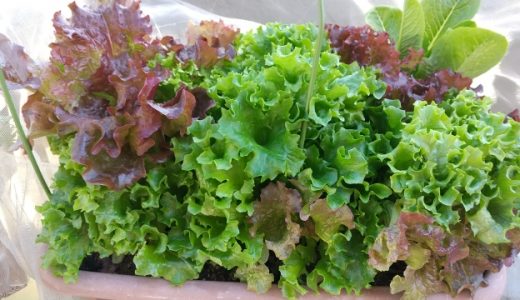 レタスの種類に違いはあるの?旬の時期や向いている料理について解説