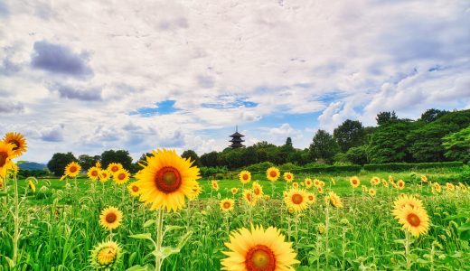 ひまわりの種が紫だったり青い理由は?栽培方法も紹介します!