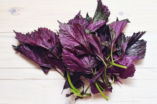 赤紫蘇の塩漬けの保存期間は 塩漬けで保存期間が可能に 作り方も お役立ち 季節の耳より情報局