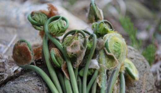 ぜんまいが苦いのは毒があるから?危険?アクが強い?栄養価は?