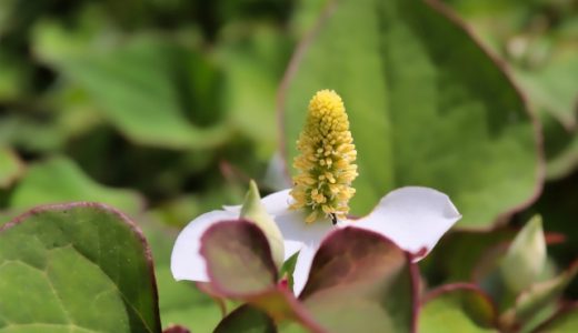 ドクダミは生食することができる?臭いを消すには?どんな効果?