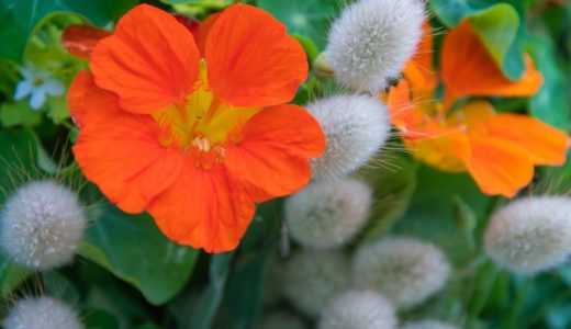 ナスタチウムの食べられないものとは?食べられる品種・栄養素