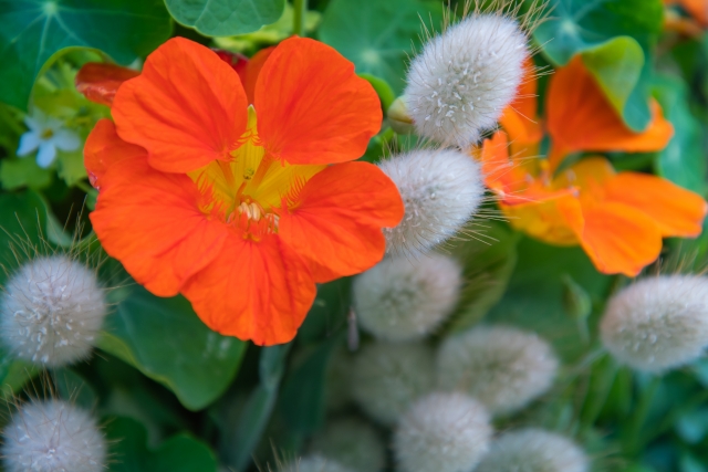 大幅にプライスダウン ナスタチウムの花 18輪x2パック 色鮮やかなハーブの花 クレソンのようなほんのり辛み 山梨県産 Stevenbrooke Com 大幅にプライスダウン ナスタチウムの花 18輪x2パック 色鮮やかなハーブの花 クレソンのようなほんのり辛み 山梨県産 Stevenbrooke Com