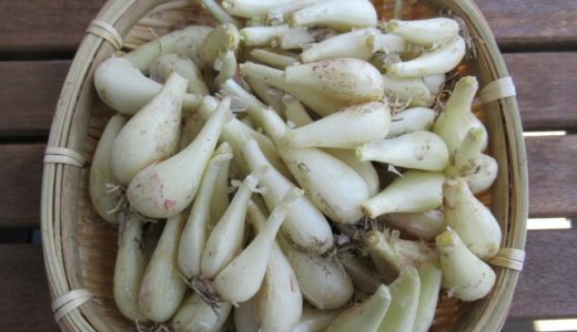 青のらっきょうが混じってる！らっきょうが青くなる原因を紹介