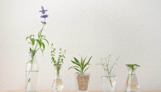 タイムの代用品として使えるハーブは?オレガノは使える?効果は?