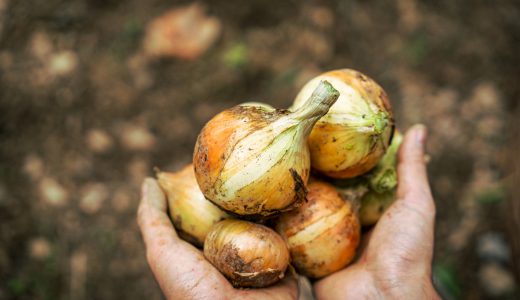 新玉ねぎの保存方法に新聞紙は必要？正しい長期保存方法を解説