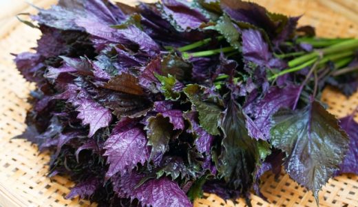 赤紫蘇は冷凍で保存できる？保存方法や保存期間についても知りたい！