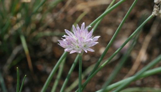 チャイブの球根は食べることができるの?花は?どんなハーブなの?